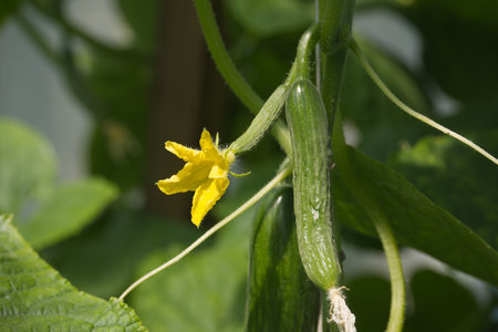 A close-up view of a small, young cucumber fruit on the vine, accompanied by a yellow flower and green foliage.の写真素材
