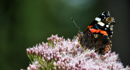 A close-up shot captures a vibrant red admiral butterfly perched gracefully on a delicate cluster of...