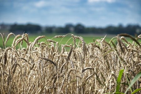 Lush wheat field on a sunny day, emphasizing agriculture's beauty. The golden wheat stalks signify...