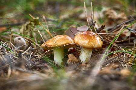 Close-up of two Greville's bolete mushrooms, with their distinctive orange-brown caps, growing...