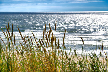 Serene coastal scene with golden dune grasses swaying gently, the sparkling ocean waves shimmering below under a bright blue sky, evoking tranquility and the beauty of nature.の写真素材