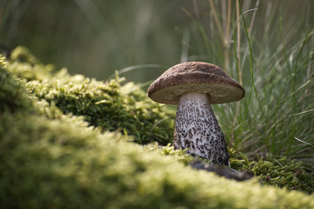 A single birch bolete mushroom grows in a mossy forest, showcasing its distinctive rough stem and brown cap.の写真素材