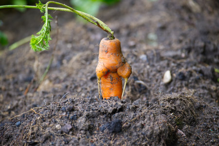 Close up view of an oddly shaped, deformed carrot emerging from dark, rich soil, highlighting the unique and unusual growth patterns of this intriguing vegetableの写真素材