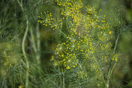 Close-up of fresh dill plant with yellow flowers in the garden, perfect for cooking or herbal remedies.の写真素材