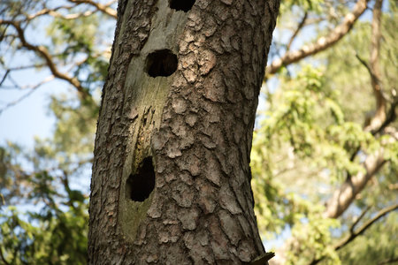 Close-up shot of a tree trunk with several holes, likely made by a woodpecker, surrounded by lush green foliage.の写真素材