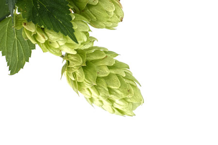 A closeup view of vibrant green hop cones with surrounding leaves, perfect for beer brewing, craft...