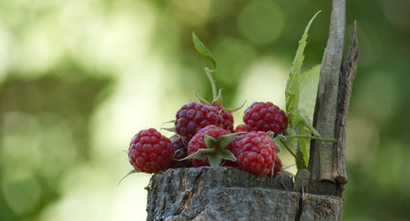 A close up of ripe raspberries, showcasing their vibrant red color, are arranged on a rustic wooden...