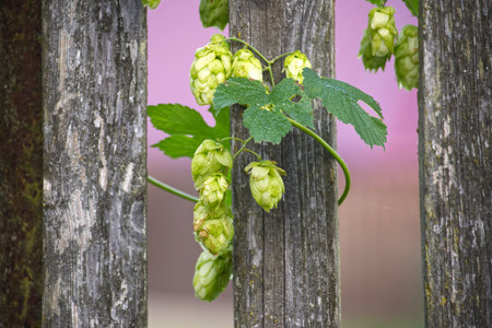 Vibrant hop cones and green leaves grow along a weathered wooden fence, creating a rustic outdoor...