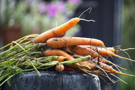 Bunch of freshly harvested organic carrots with soil and green leaves are laying on a wet dark surface, suggesting a recent rain or wateringの写真素材
