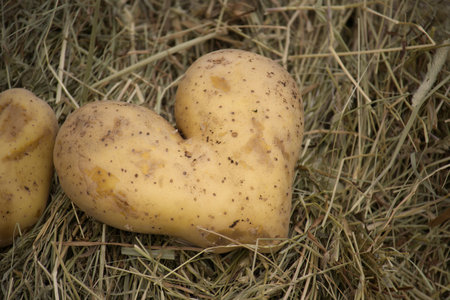 The heart shaped potato lies on a bed of dry grass, creating a rustic and charming scene. The potato's unique form adds a touch of playfulness.の写真素材