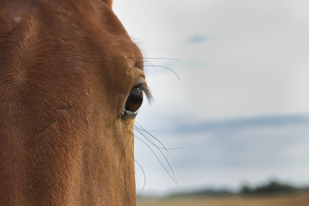 A close-up view of a horse's eye, showcasing its details against a blurred backdrop.の写真素材