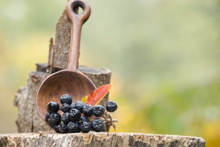Fresh aronia berries are displayed in a wooden spoon, showcasing the natural beauty of the harvest seasonの写真素材