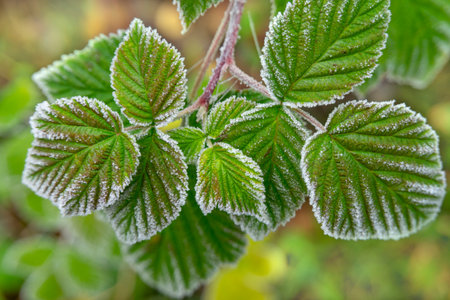 Frost coats the serrated green leaves, creating a sparkling, chilly morning mood. A close-up nature...