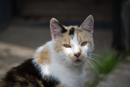 A beautiful calico cat is captured in a close-up shot, with its unique markings and attentive gaze....