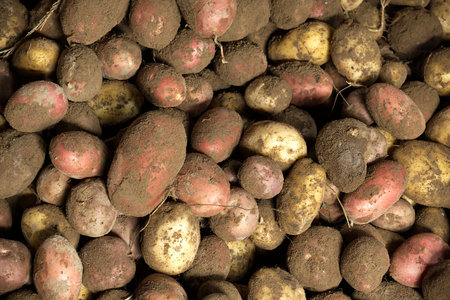 A close-up shot of a pile of freshly harvested potatoes, showcasing their natural, earthy texture and the rich soil they are covered in, ready for harvest.の写真素材