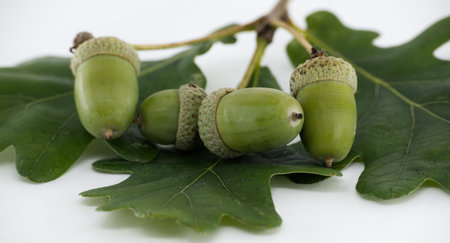 Fresh green acorns displayed on oak leaves against a white backdrop, showcasing nature's beauty and...