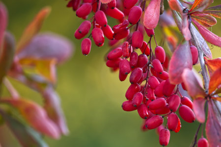 These bright berries are a beautiful sight, often used in cooking and traditional medicineの写真素材