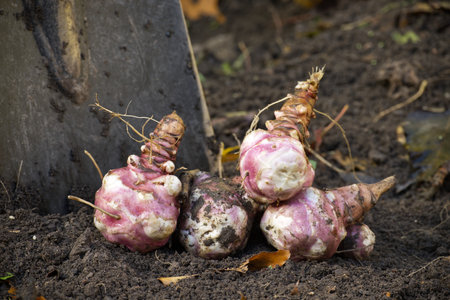 Freshly dug purple sunroots rest in rich soil, showing dirt and roots. Rustic, natural produce ideal for gardening, harvest, and home kitchen imagery.の写真素材