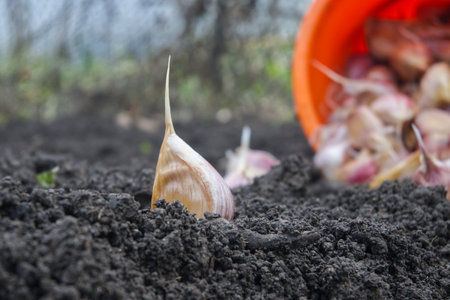 A close up of a garlic clove planted in the soil, with other cloves in the backgroundの写真素材