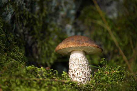 A single birch bolete mushroom stands out in a lush green forest setting, surrounded by moss and...