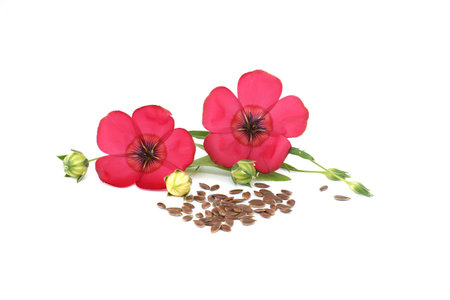 Delicate beauty of flax flowers and their seeds, perfect for various creative projectsの写真素材