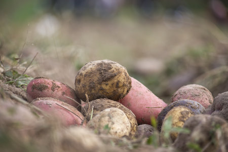 Close-up shot of freshly dug potatoes, showing the earthy texture and vibrant colors of the harvest,...