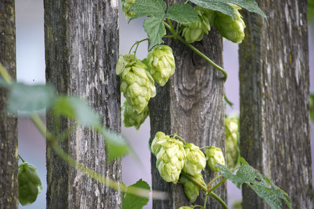 Close up of hops growing on an old wooden fence, the green plants contrast with the weathered wood. The soft focus adds a natural feel.の写真素材