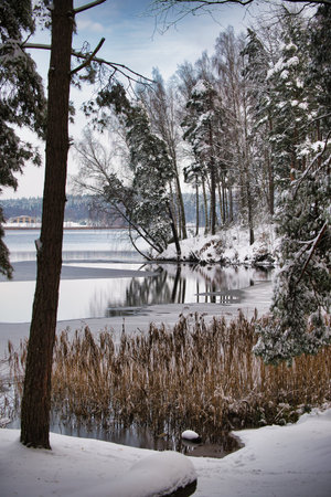Snow blankets the lakeshore as tall pines and birch line the quiet water. Reflections ripple on the icy lake, while reeds stand brave in the cold, creating a peaceful winter landscape.の写真素材