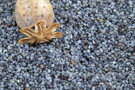 A detailed, high-angle shot showcases a pile of tiny, greyish-blue poppy seeds with a dried poppy seed pod and its star-shaped crown resting on topの写真素材