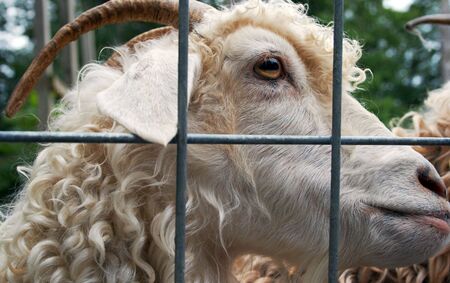 Portrait of a goat with horns in his cageの写真素材