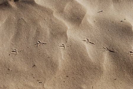 tracks on the sand