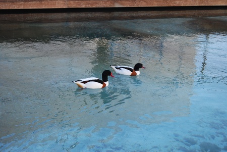 ducks swimming in a tank of the aquarium in Valenciaの写真素材