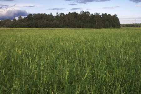 Wheat field, with trees on backgroundの写真素材
