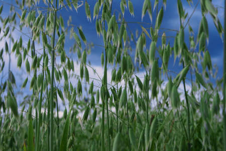 fresh green oat field with blue skyの写真素材