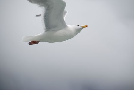 sea gull in flight in Whitier alaskaの写真素材