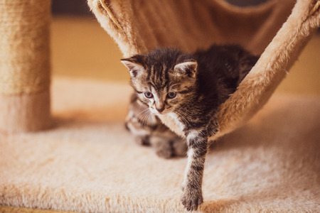 cute kittenの写真素材