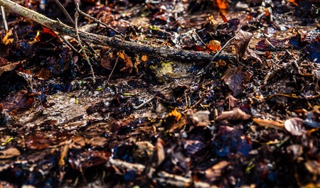 small forest creek