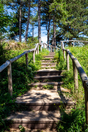 hiking stairway in forest with blue sky shining through treesの写真素材