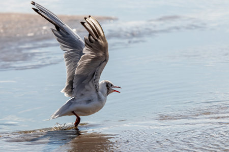 black-headed gull starting to fly in shallow sea water with wings stretched to the skyの写真素材