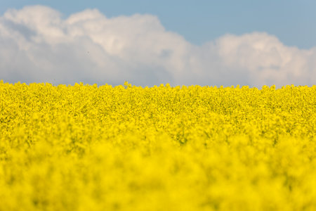 A vast field filled with bright yellow rapeseed flowers stretches toward the horizon, contrasting...