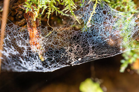 In a tranquil forest, a fragile spider web hangs between branches, adorned with shimmering dew...