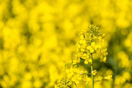 In a sunny spring field, a cluster of bright yellow rapeseed stands tall, surrounded by a sea of blossoms. Bees fly between the flowers, enjoying the rich nectar in the warm sunlight.の写真素材