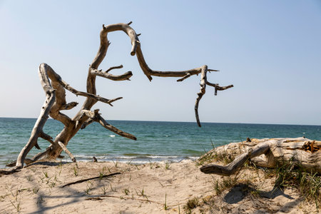 A unique driftwood formation stands proudly on the sandy shores of the DarÃ peninsula, with gentle waves lapping nearby under a clear blue sky. The tranquil beach invites relaxation.の写真素材