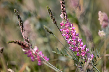 Colorful wildflowers flourish in a sunny meadow, surrounded by lush green grass and other blossoming plants in the early spring. The vibrant colors evoke a sense of tranquility and beauty.の写真素材