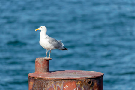 A seagull stands proudly on a rusty post overlooking the serene waters of the Baltic Sea. The bright blue backdrop of the sea complements this tranquil moment on DarÃ Peninsula in Germany.の写真素材