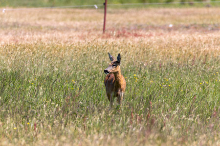 A lone roe deer graze quietly in a lush green field during a warm afternoon in late spring. The soft light highlights the vibrant grasses surrounding the animal.の写真素材