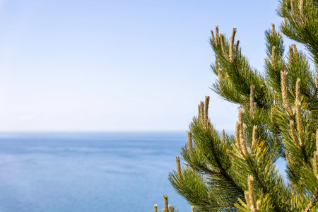 Green pine branches stretch towards the ocean, showing their fresh growth. The calm sea reflects the clear blue sky, creating a peaceful atmosphere.の写真素材