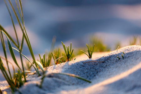The sun sets over the Baltic Sea, casting a warm glow on the sandy beach of DarÃŸ Peninsula....
