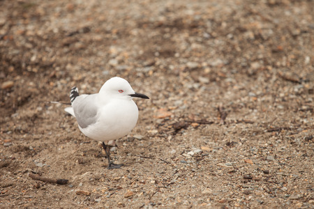 Black-billed gull standing on one legの写真素材