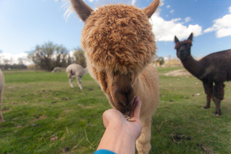 feeding alpaca in farmの写真素材